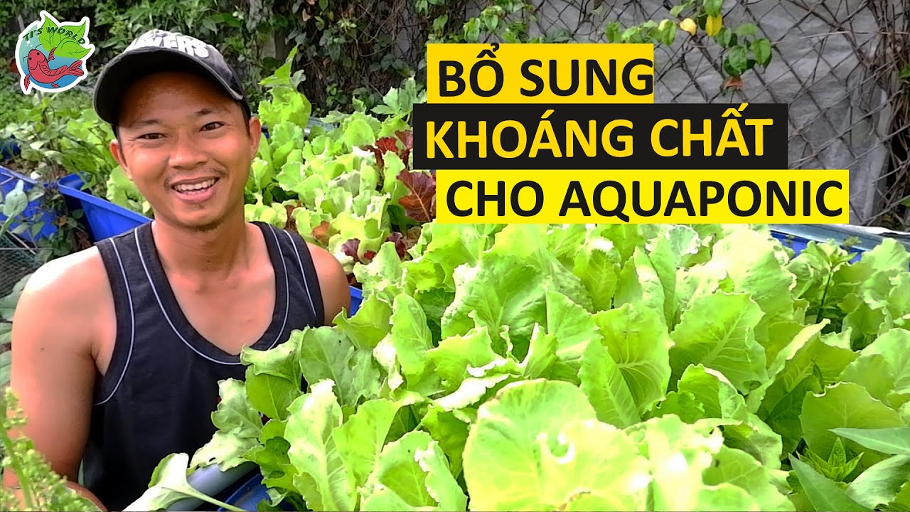Cách bổ sung khoáng chất tự nhiên cho hệ thống Aquaponic