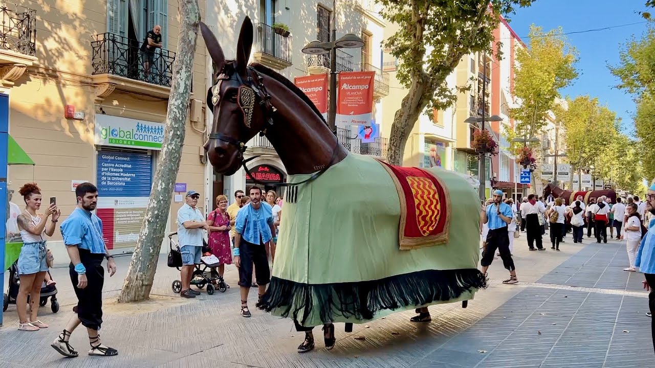 La MULASSA de Tarragona al 75è Aniversari de la recuperació la MULASSA BOJA de Vilanova i la Geltrú