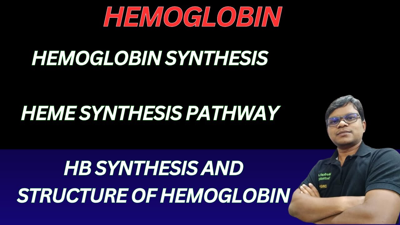 Hemoglobin synthesis | Heme Synthesis Pathway | HB Synthesis and Structure of Hemoglobin