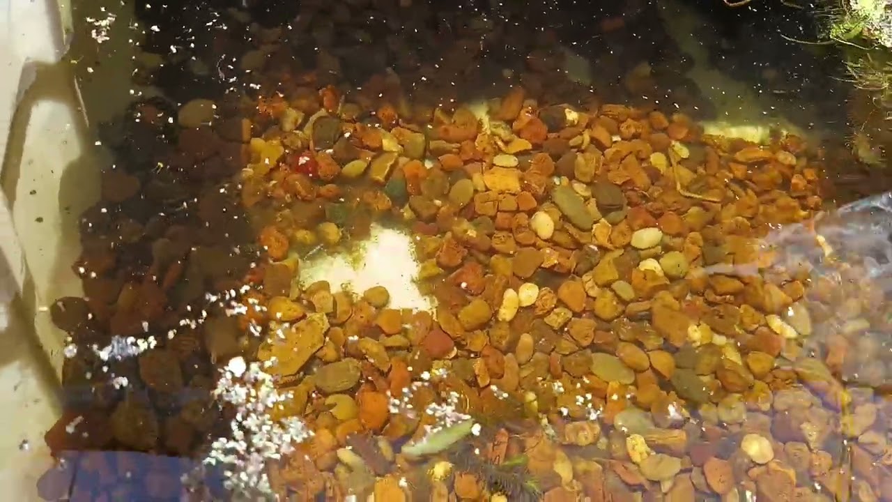 PECES GUPPYS DRAGÓN ROJO ❤️❤️ 