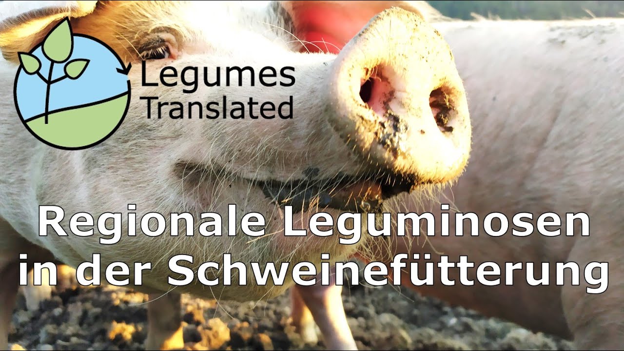 Regionale Leguminosen in der Schweinefütterung