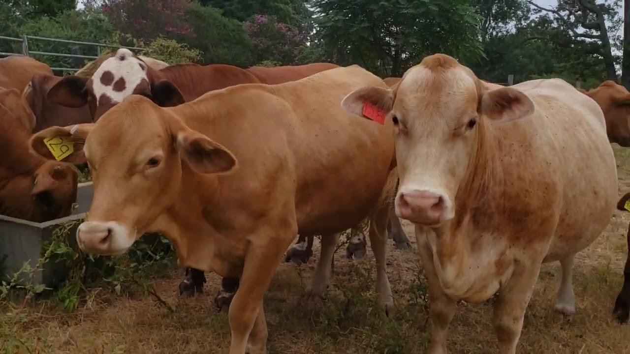 Message from the cow pasture 81124