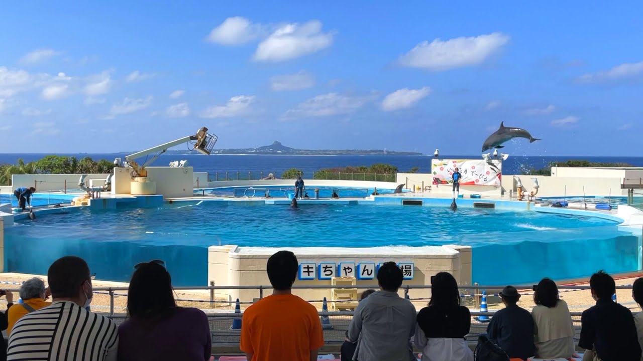 【高音質】美ら海水族館イルカショー