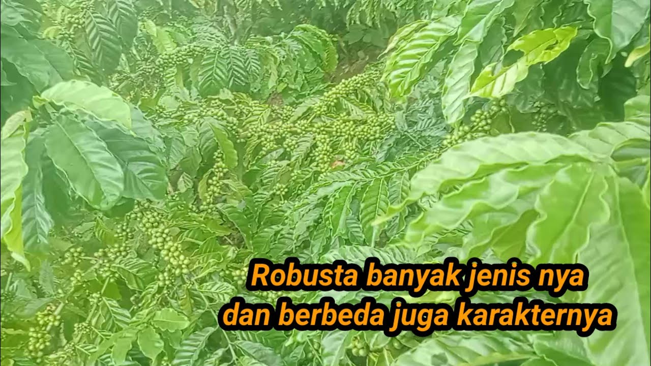 Kopi robusta banyak jenis nya dan memiliki karakter yang berbeda 