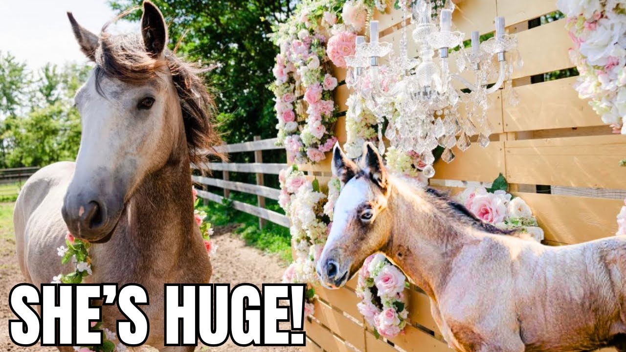 My Surprise Foal’s 1 Year Transformation! An Emotional Journey