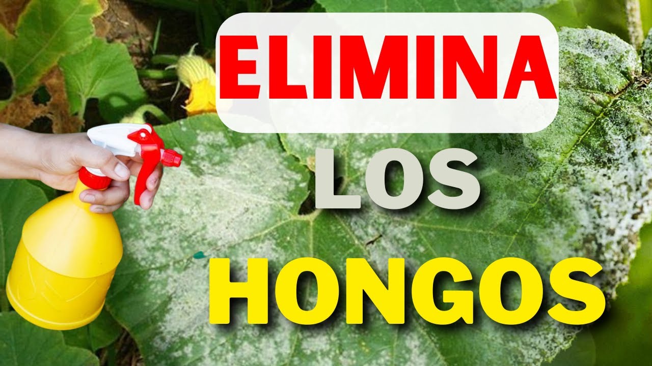 Rescata tus plantas de los hongos/qué es el captan y cómo funciona