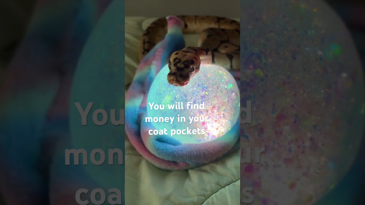 Petra reads your fortune #snake #cute #funny #fyp #trend #trending #animal #pet #lol #magic #shorts