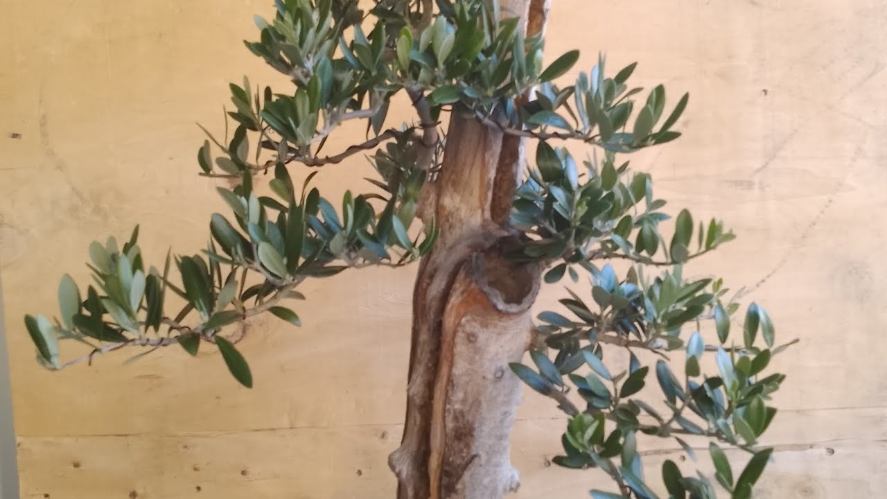 Urban yamadori Olive bonsai