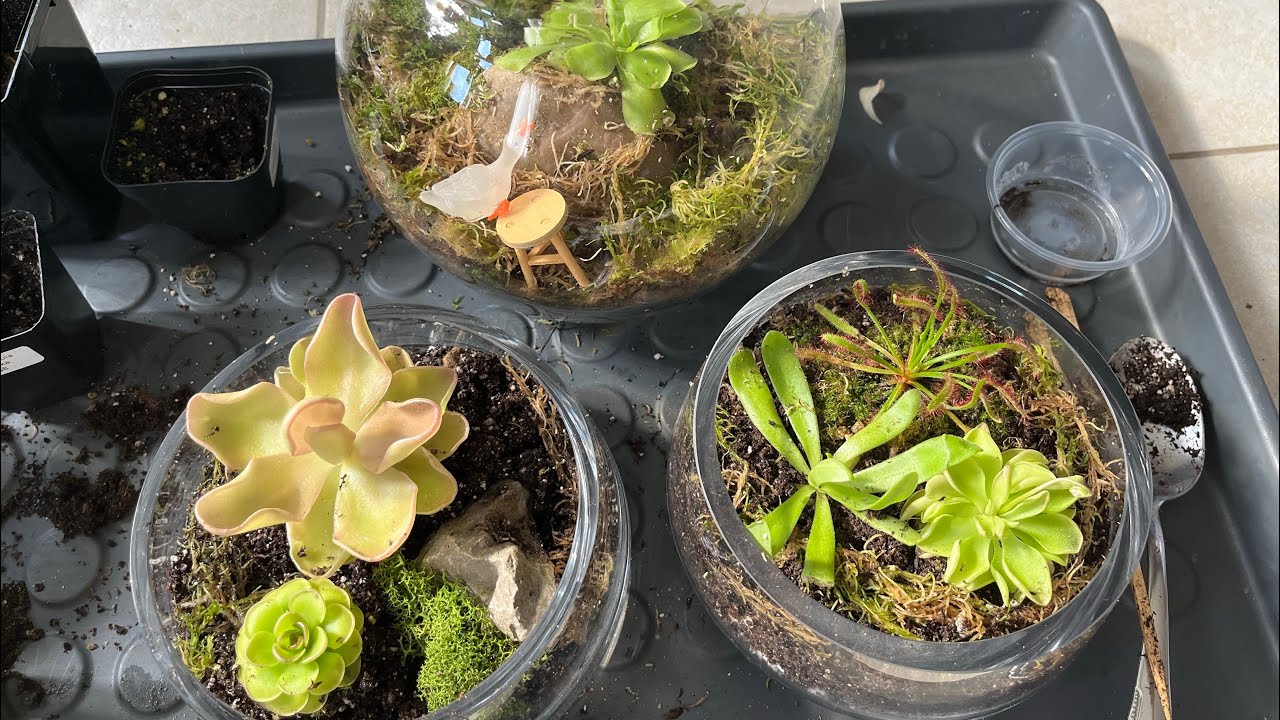 making my first pingdom | carnivorous bowl (no talking)