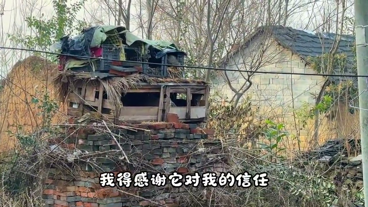 野鸭：我后悔在这里下蛋了 野鸭：我后悔在这里下蛋了#田园小萌宠