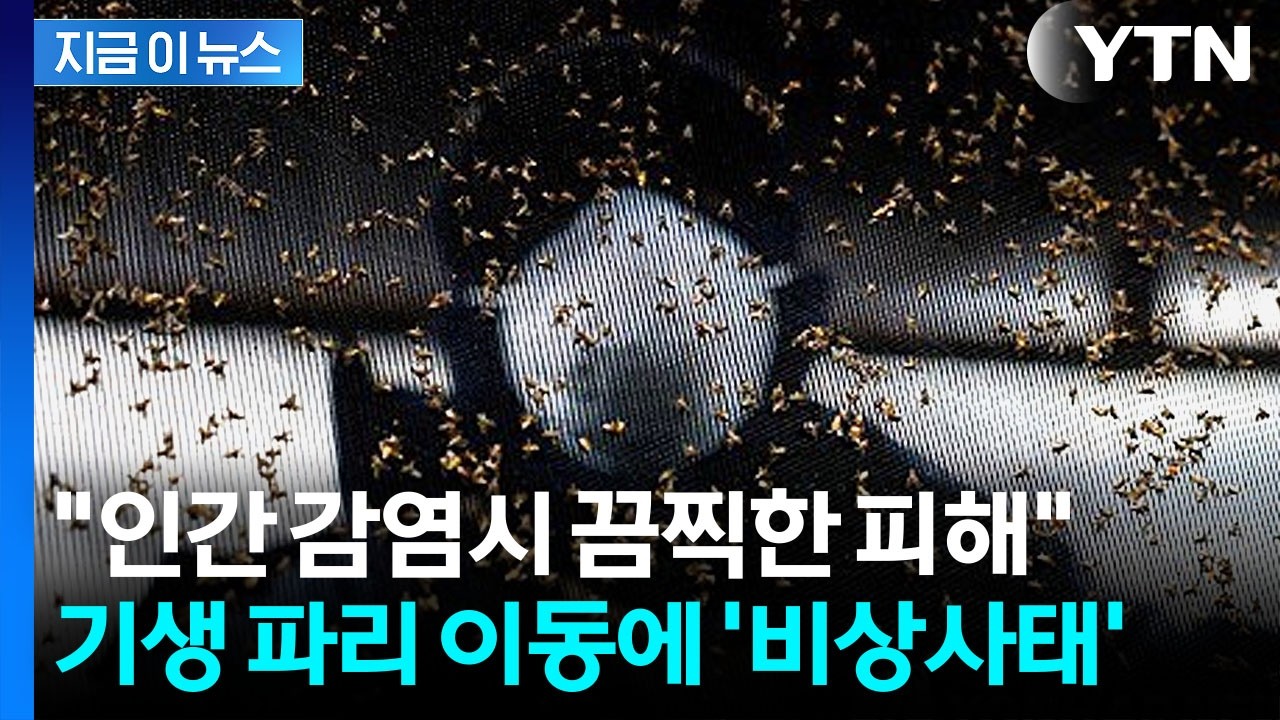 '살 파먹는 구더기' 확산 조짐...점점 미국 쪽 이동에 '비상사태' [지금이뉴스] / YTN