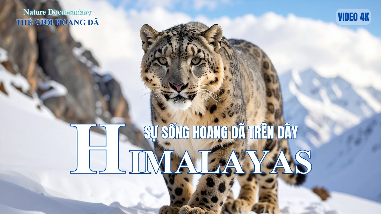 HIMALAYAS - Hơi Thở Của Núi Và Linh Hồn Hoang Dã #thegioidongvat