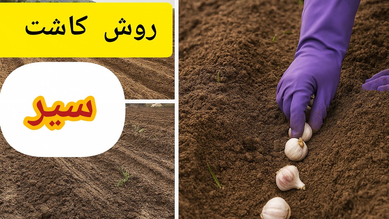 اگه میخوای بدونی سیر چطوری کاشته میشه این ویدئو را تا پایان ببین.