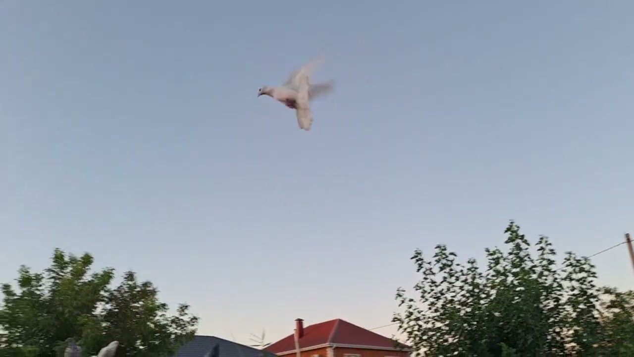 Бакинские голуби на полигоне.  Остаются в ночь и возвращаются. 25 г август