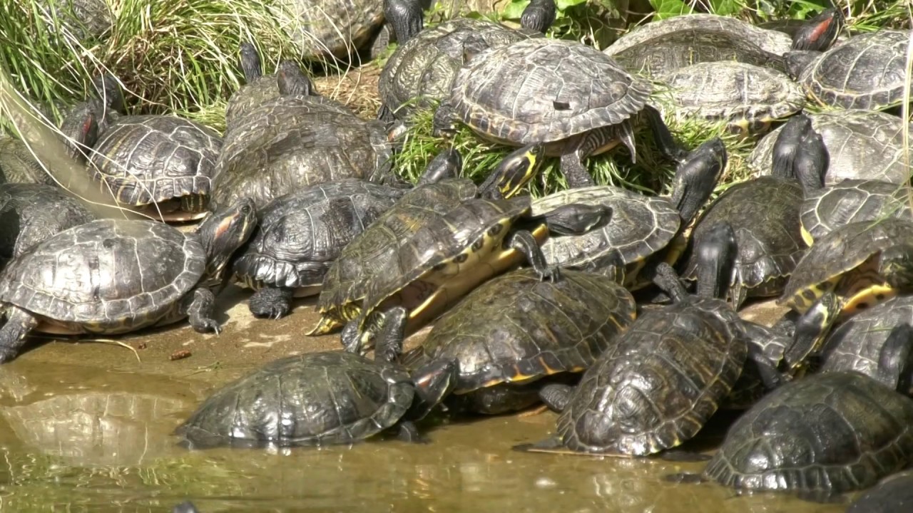 Opération sauvetage des tortues au parc de la Tête d'Or