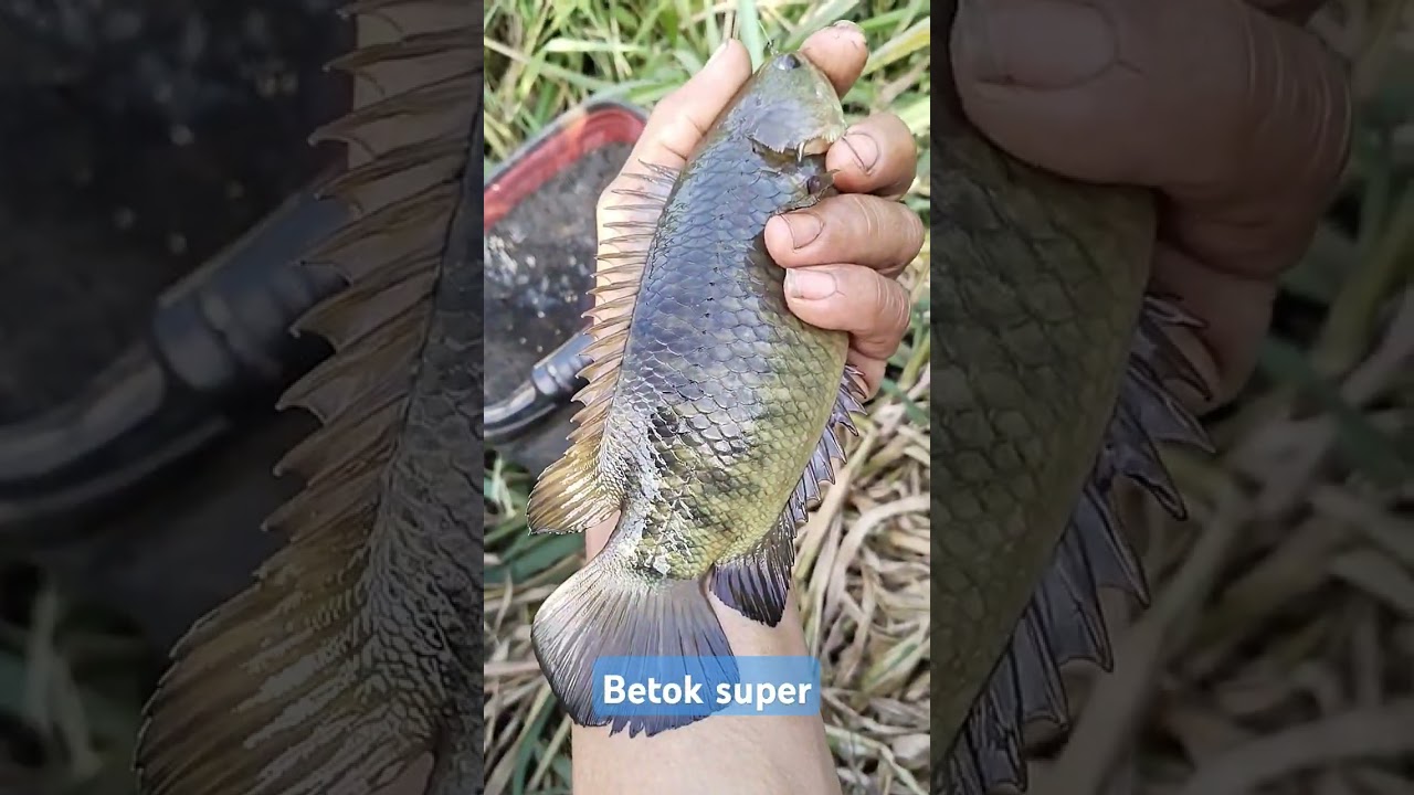 pemancing strike ikan super #aqfishing #tajur #betok #fish