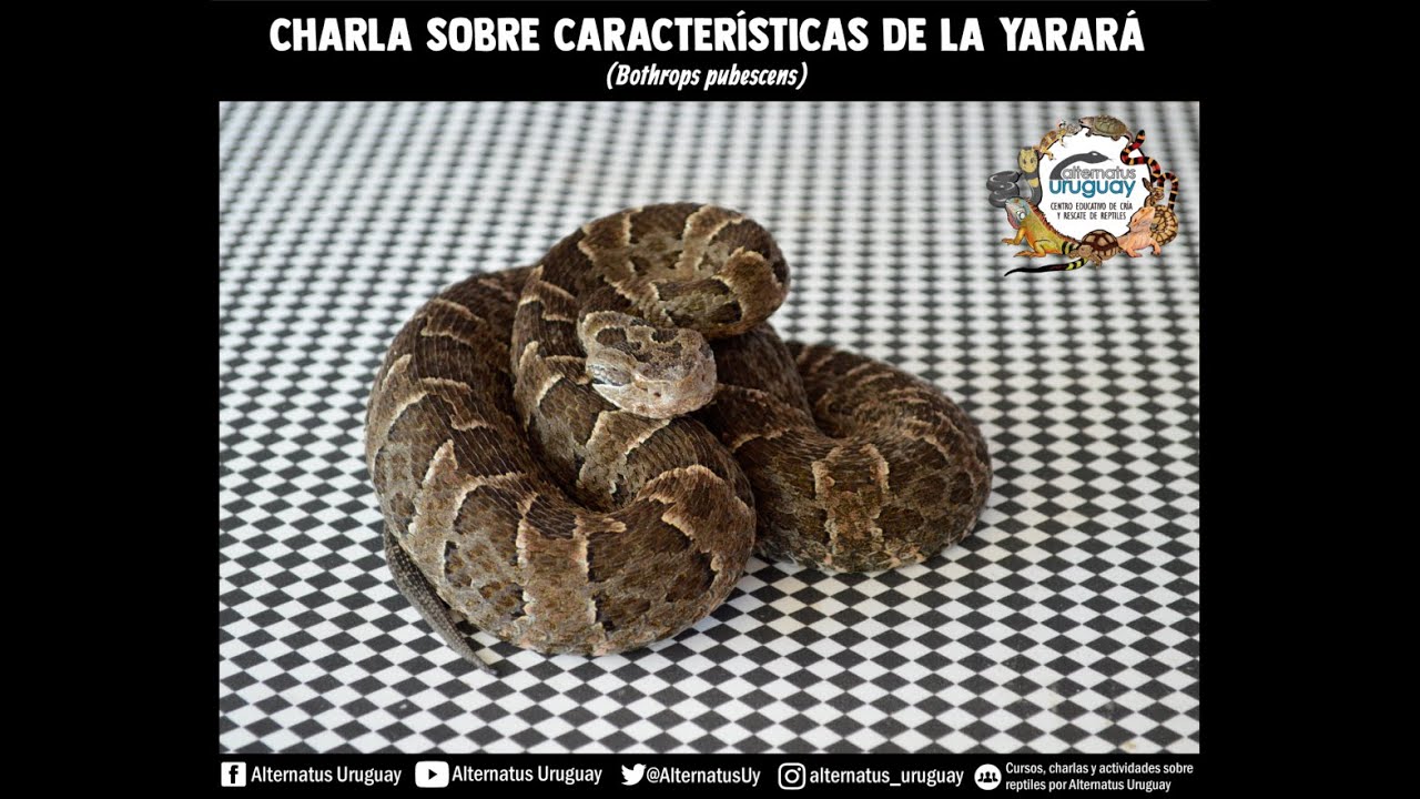 Charla sobre Yarará (Bothrops pubescens)