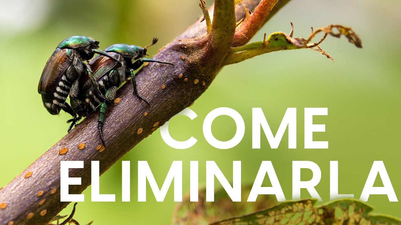 Popillia Japonica: come eliminare il coleottero giapponese 😱