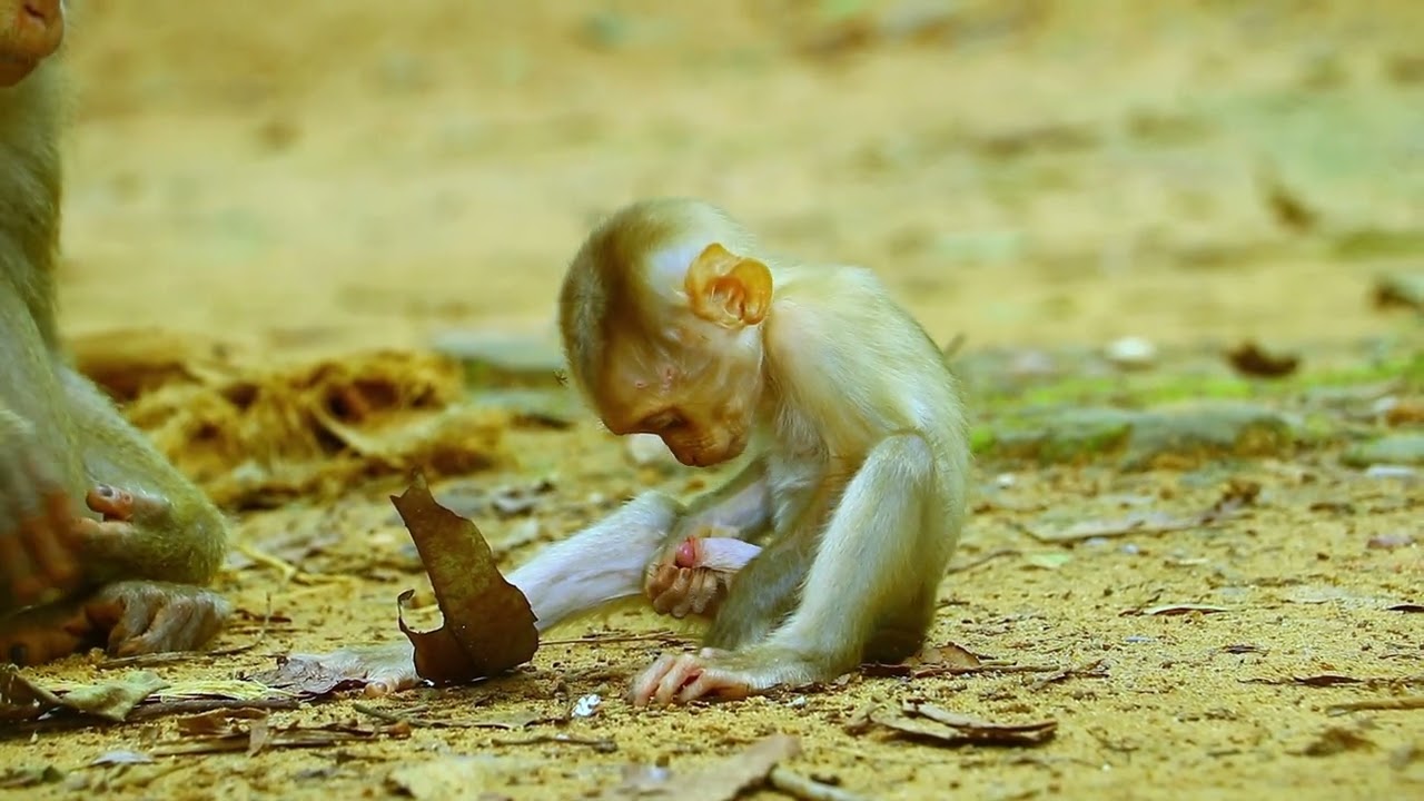 Omg! Baby monkey what doing? #babymonkey #cutebaby