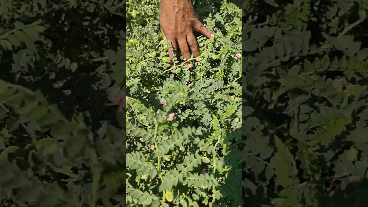 મબલખ ઉત્પાદનો એકમાત્ર વિકલ્પ  -9023193689