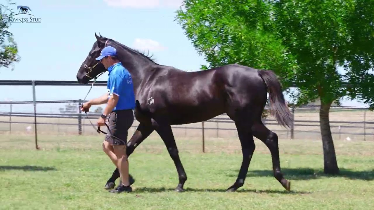 Magic Millions 2026: Lot 951 Diatonic JPN x Vida Rose