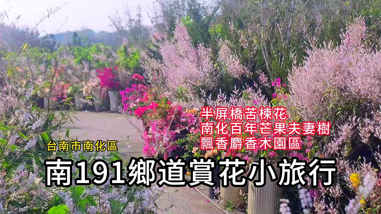 南191鄉道賞花小旅行丨半屏橋苦楝花、南化百年芒果夫妻樹、飄香麝香木園區