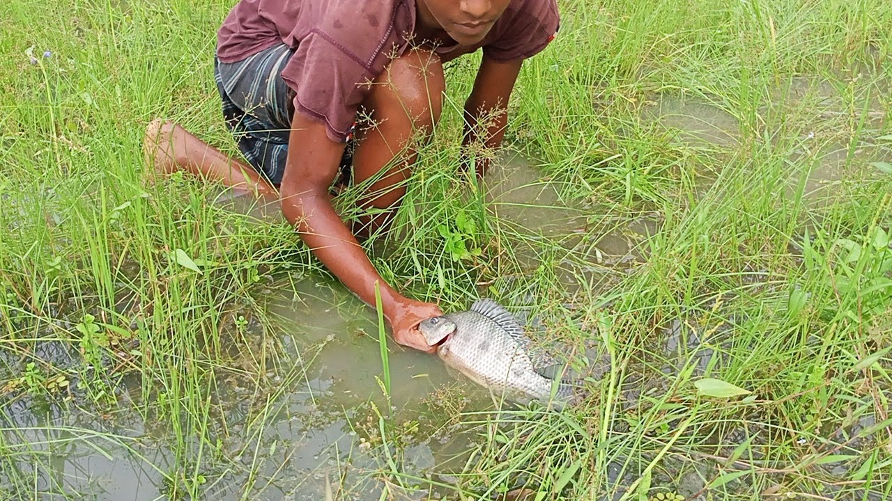 Best Rural Fishing Video | Amazing Fishing | Technique | Village Fishing Life