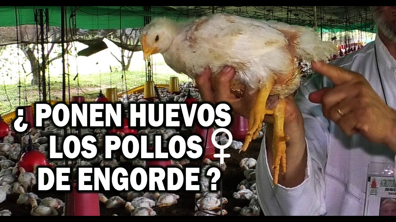 &iquest;LOS POLLOS DE ENGORDE ♀ PONEN  HUEVOS ?