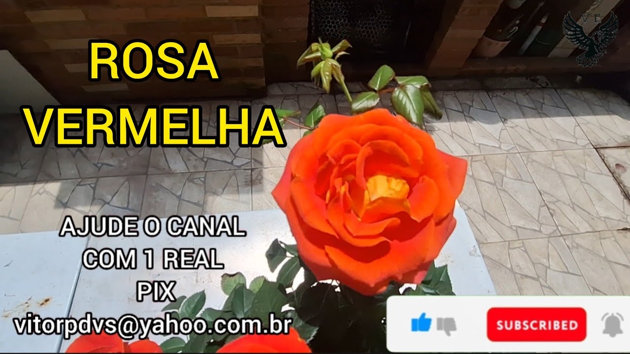 ROSA VERMELHA LINDA ROSA VERMELHA MUDAS DE ROSEIRA COMO FAZER MUDA DE ROSA ROSEIRA VERMELHA. 