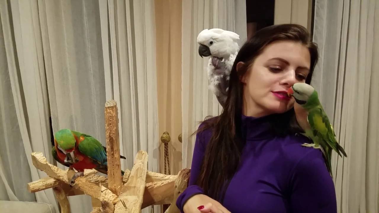 My parrots reaction after not seeing me for ten days! Rocky waves!! | PARRONT TIP TUESDAY