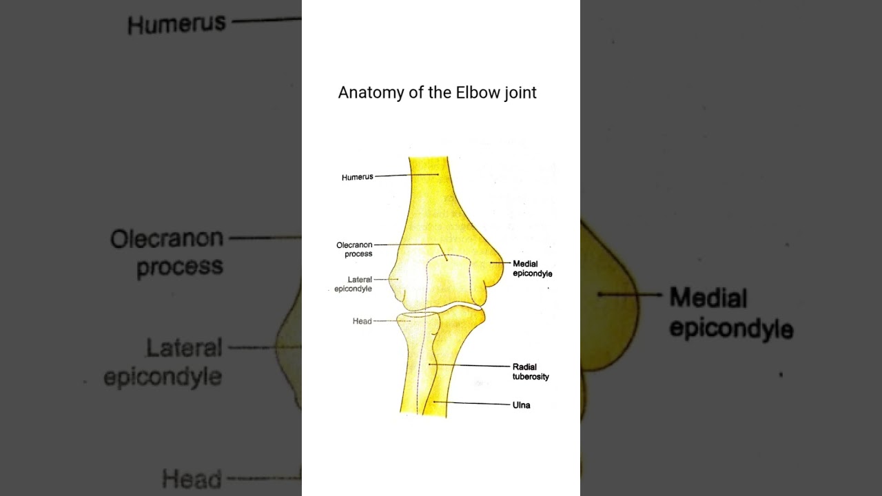 Anatomy of the Elbow Joint &ndash; Humerus, Radius, and Ulna