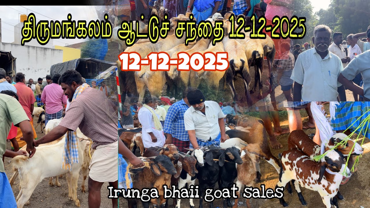 திருமங்கலம் ஆட்டுச் சந்தை | Irunga bhaii goat sales |#irungabhaiigoatsales #திருமங்கலம்ஆட்டுச்சந்தை 