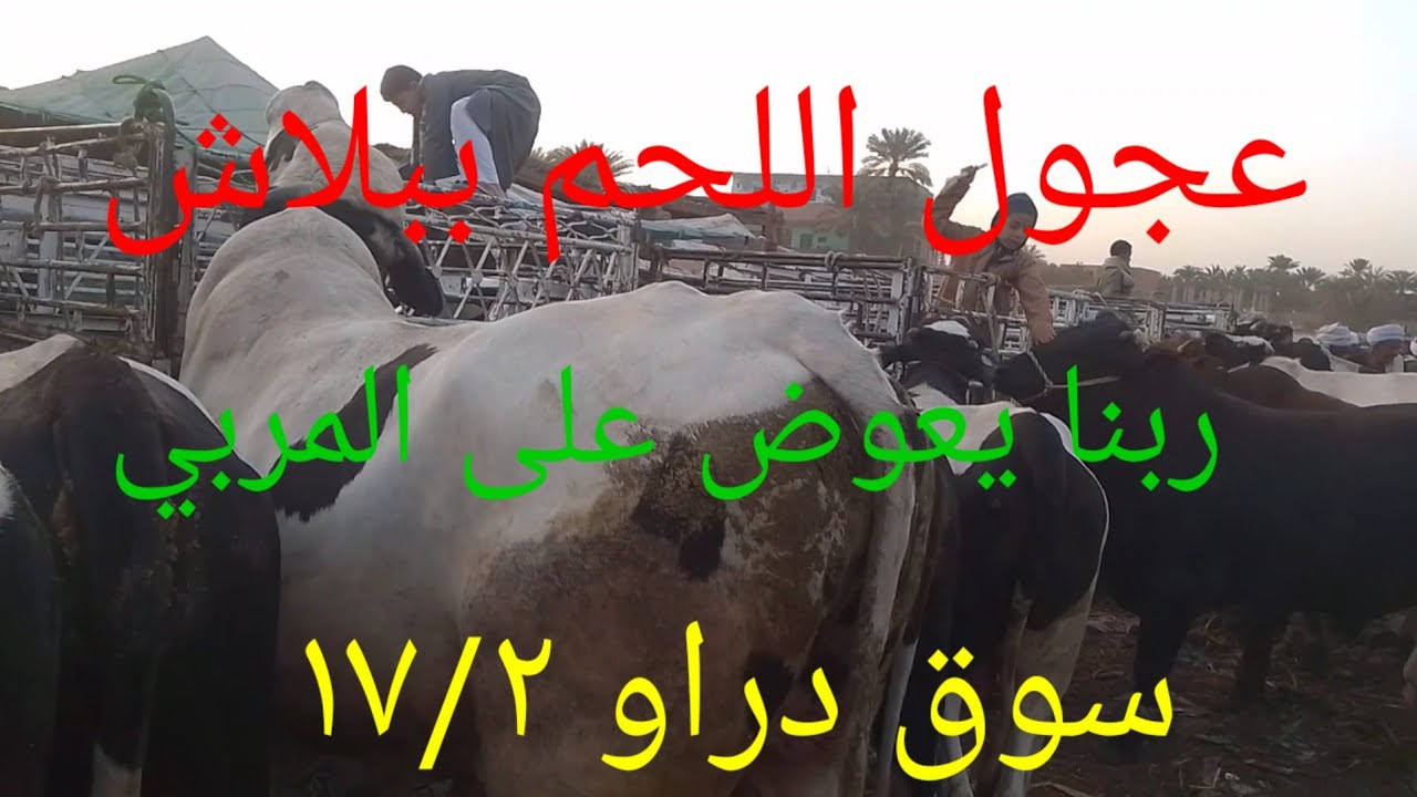 انخفاض كبير فى اسعار عجول اللحم داخل سوق دراو ١٧ فبراير ٢٠٢٦