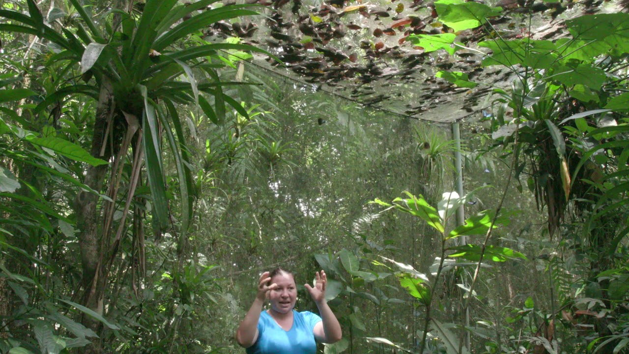 Kristal Barrantes Explains how Butterflies are Raised Sustainably at Pierella