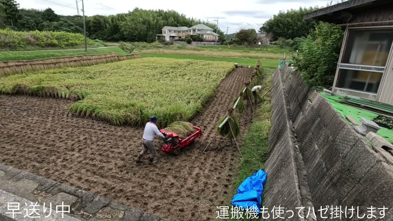 米作り⑬稲刈り_2025年10月6-9日