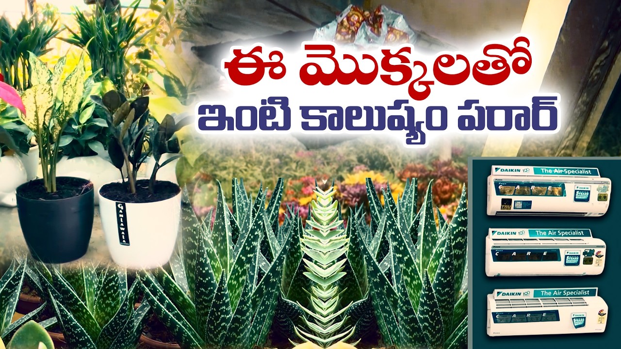కాలుష్యాన్ని తగ్గించే మొక్కలు | How to Control Indoor Pollution with Plants || Idisangathi