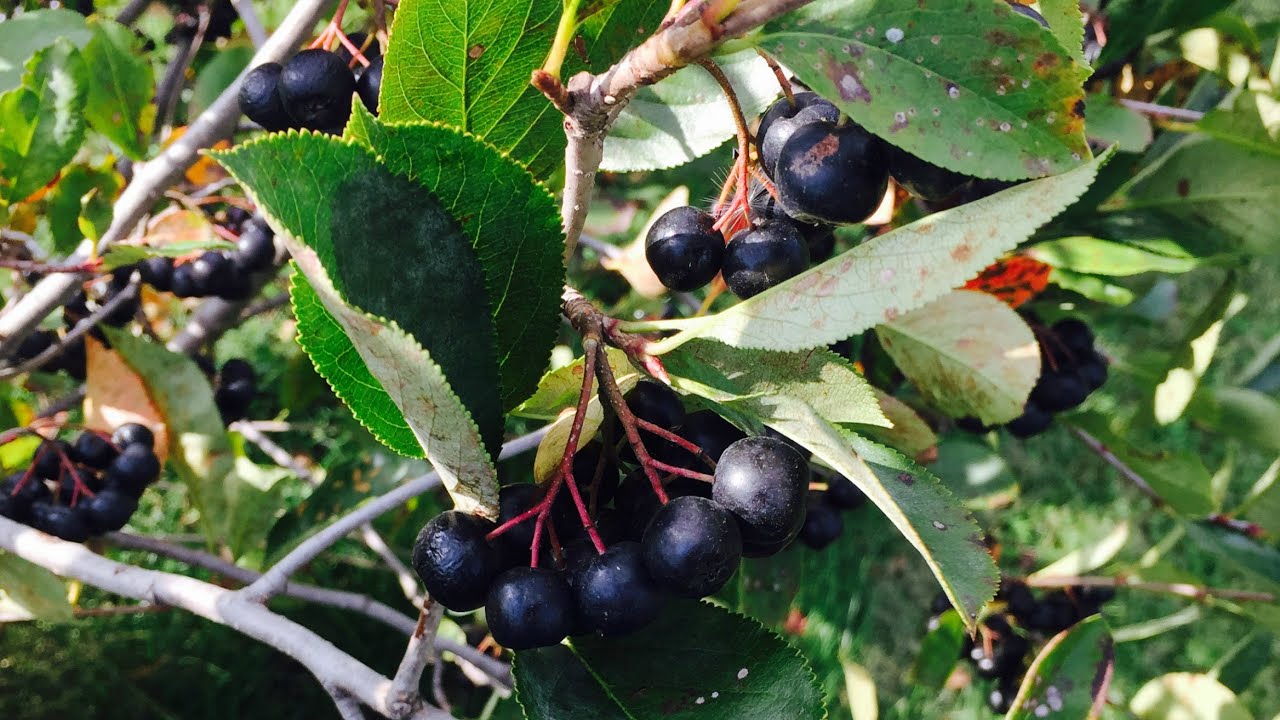 Growing Aronia Berries