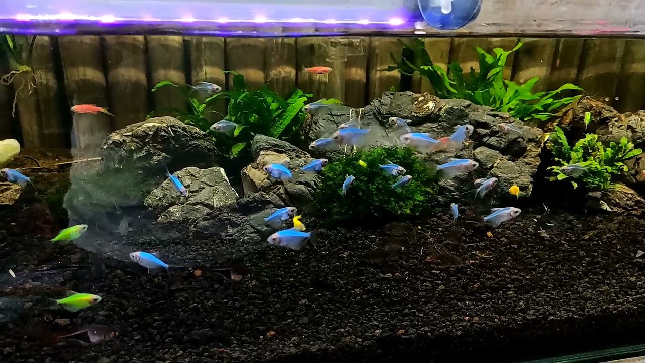 ikan hias aquascape Glofish tetra. Zeed Aquatic @ Tokopedia / shopee