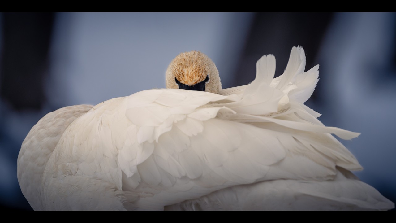 Trumpeter Swans & Waterfowl of Shakopee, Minnesota | Relaxing HD Nature Film