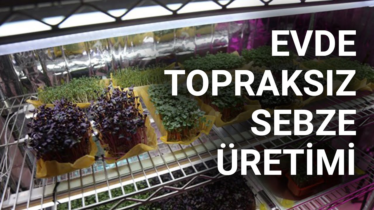 @NTV  Evde topraksız sebze üretimi