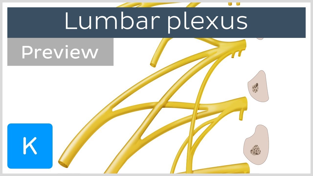 Lumbar plexus made easy (preview) - Human Anatomy |&nbsp;Kenhub