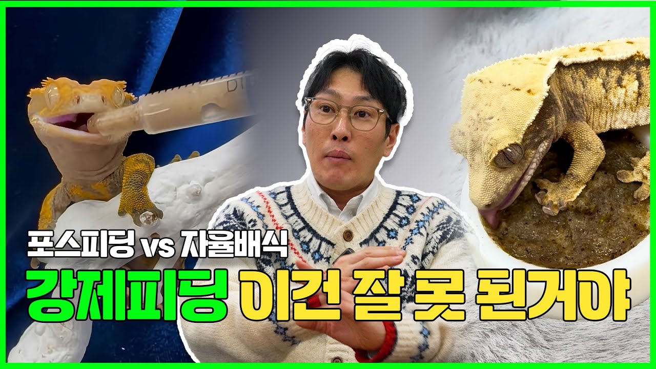 💉포스피딩 과연 괜찮을까..? 포스피딩에 대한 진실! ㅣ 전문 브리더와 집사와의 차이점!