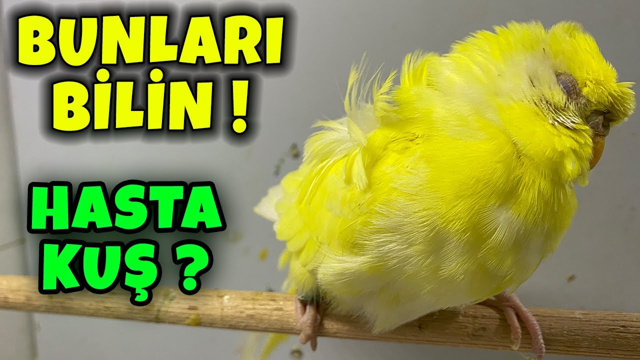MUHABBET KUŞUNUN HASTA OLDUĞUNU NASIL ANLARIZ ? KUŞUM HASTA MI ?