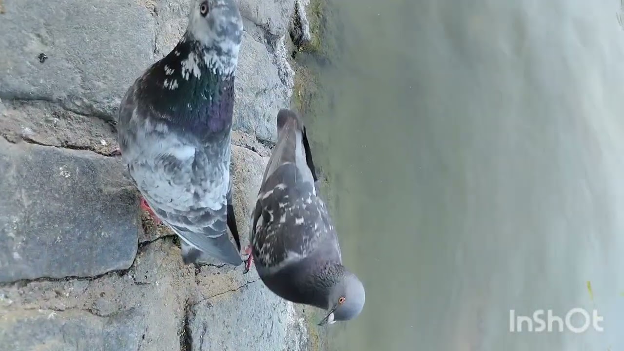 LLendo a Parque Sentenario