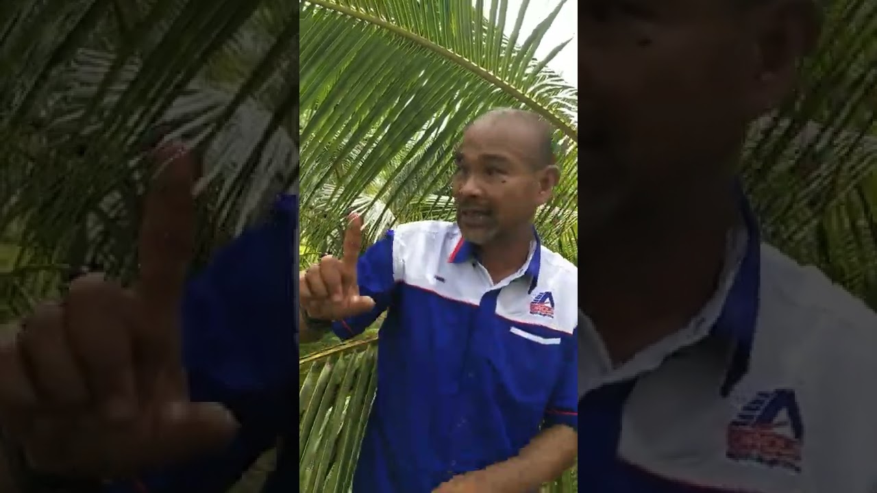 Bab Tanam Kelapa - En. Asri - Persatuan Usahawan Kelapa Malaysia.
