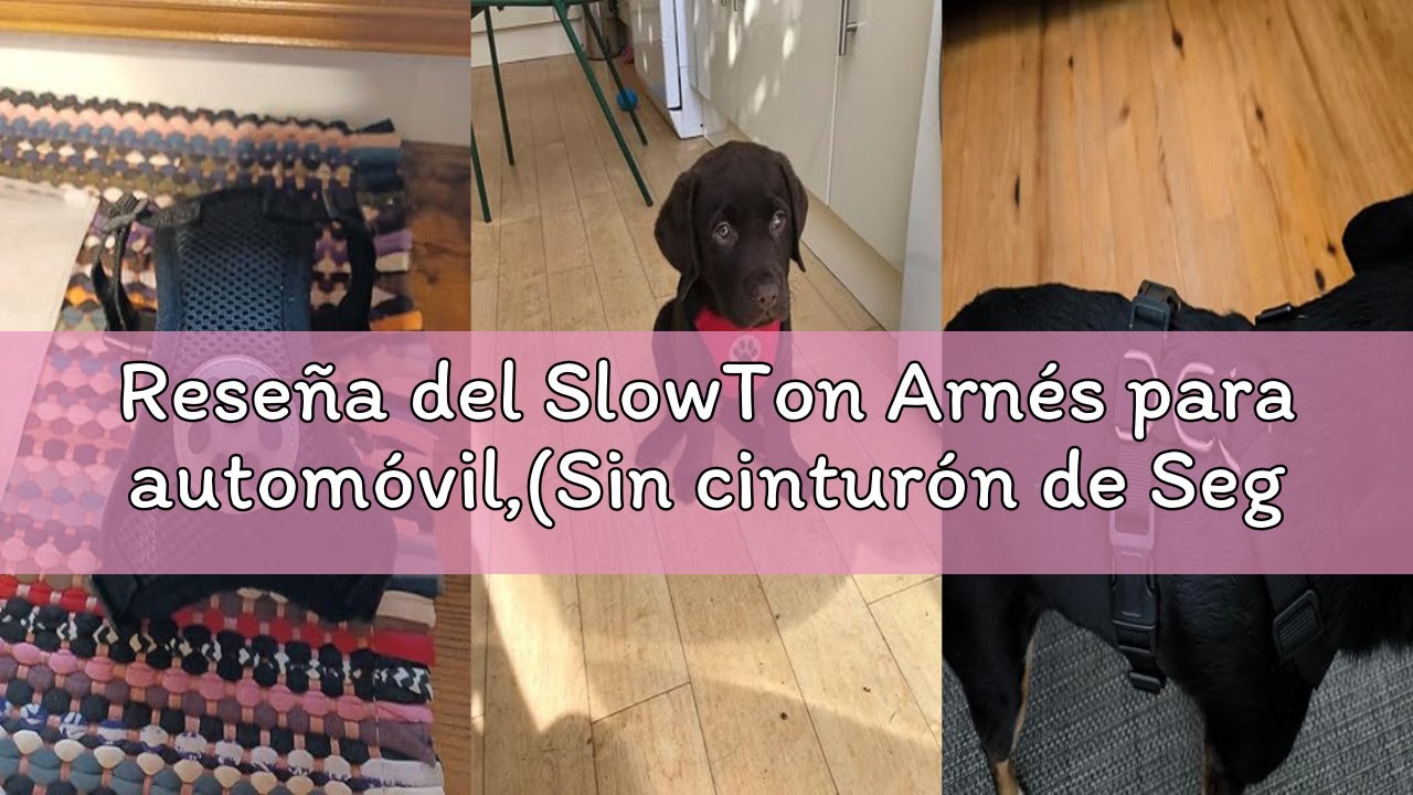 Reseña del SlowTon Arnés para automóvil,(Sin cinturón de Seguridad) Arnés de Chaleco para Mascotas p