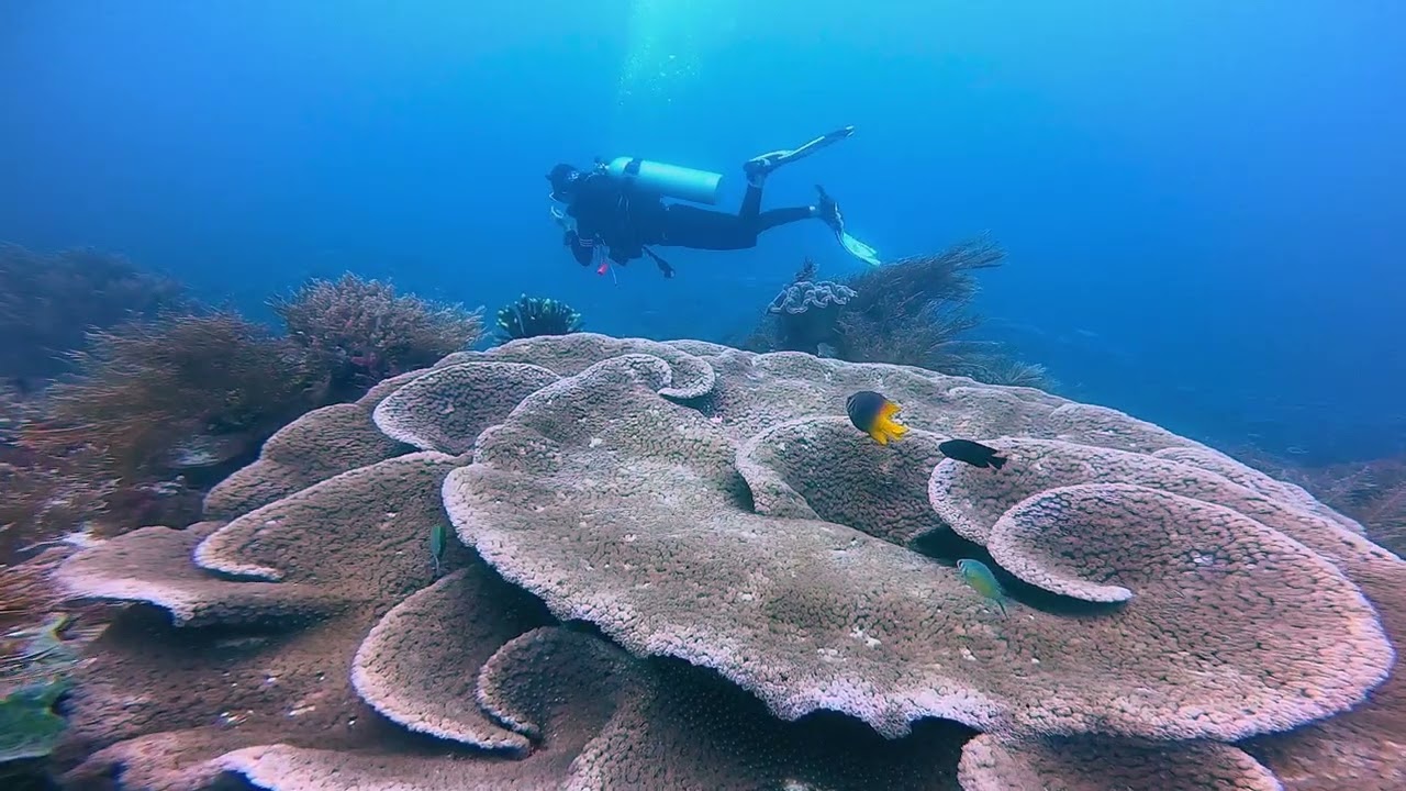 Scuba Diving Near Me Gallery