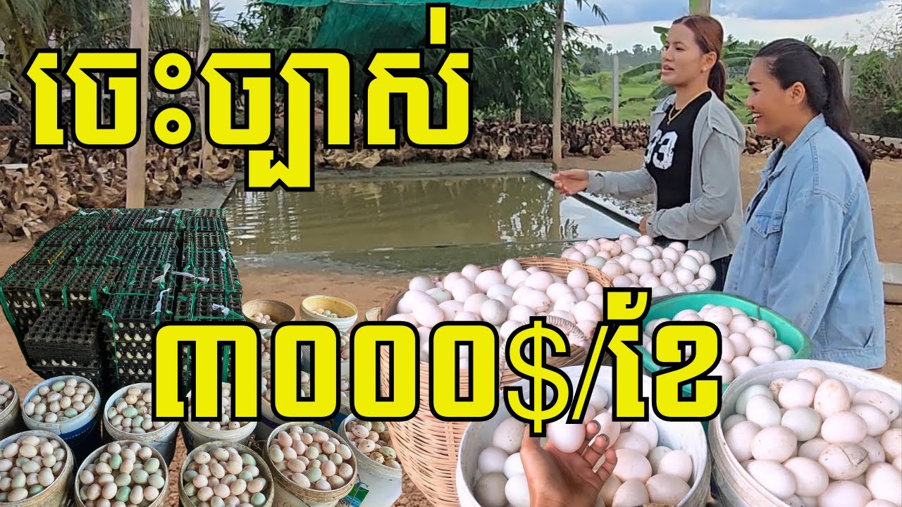 យុវតីខ្មែរ ចិញ្ចឹមទាយកពងជាង៧០០០ក្បាល រើសពងលក់៦០០០គ្រាប់/ថ្ងៃ ចំណូលជិត ៣០០០ដុល្លារ/ខែ
