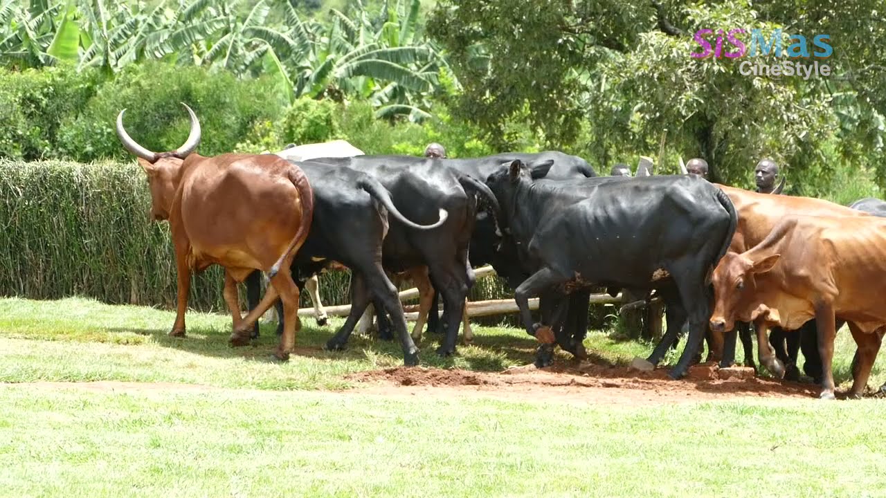 Bahima Culture: Kakunini Was Given 12 Cows For His Daughter's Dowry (ENJUGANO)