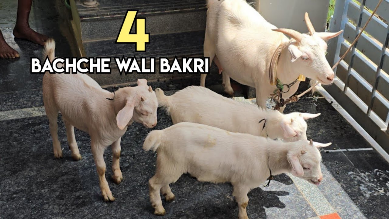 4 bachche wali bakri available in Hyderabad | short size bantam Goats & kid's in badanpet Hyderabad